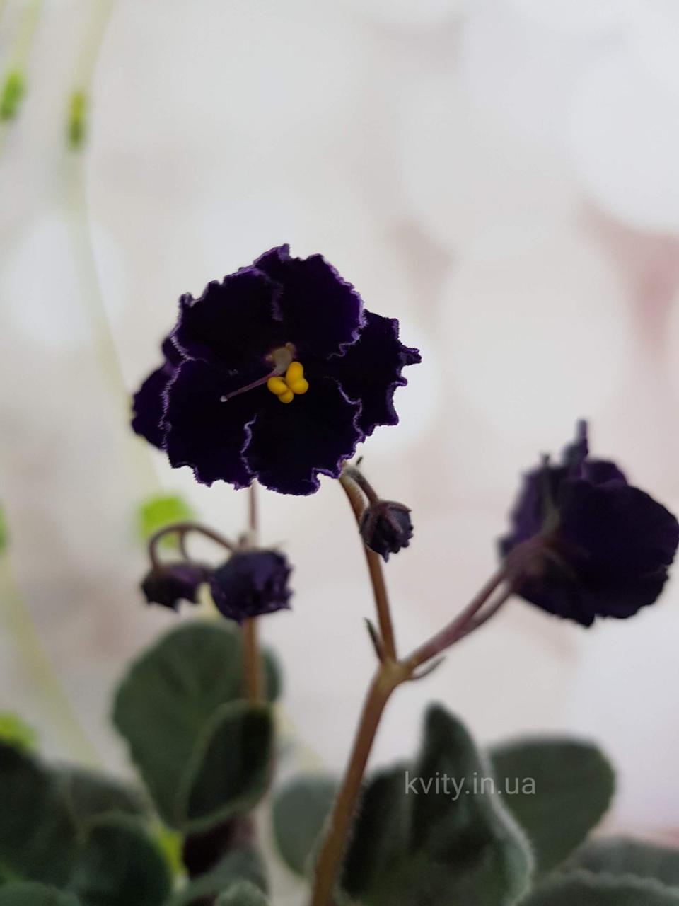 Фіалка mac's Black Pearl (G. McDonald) пасинок