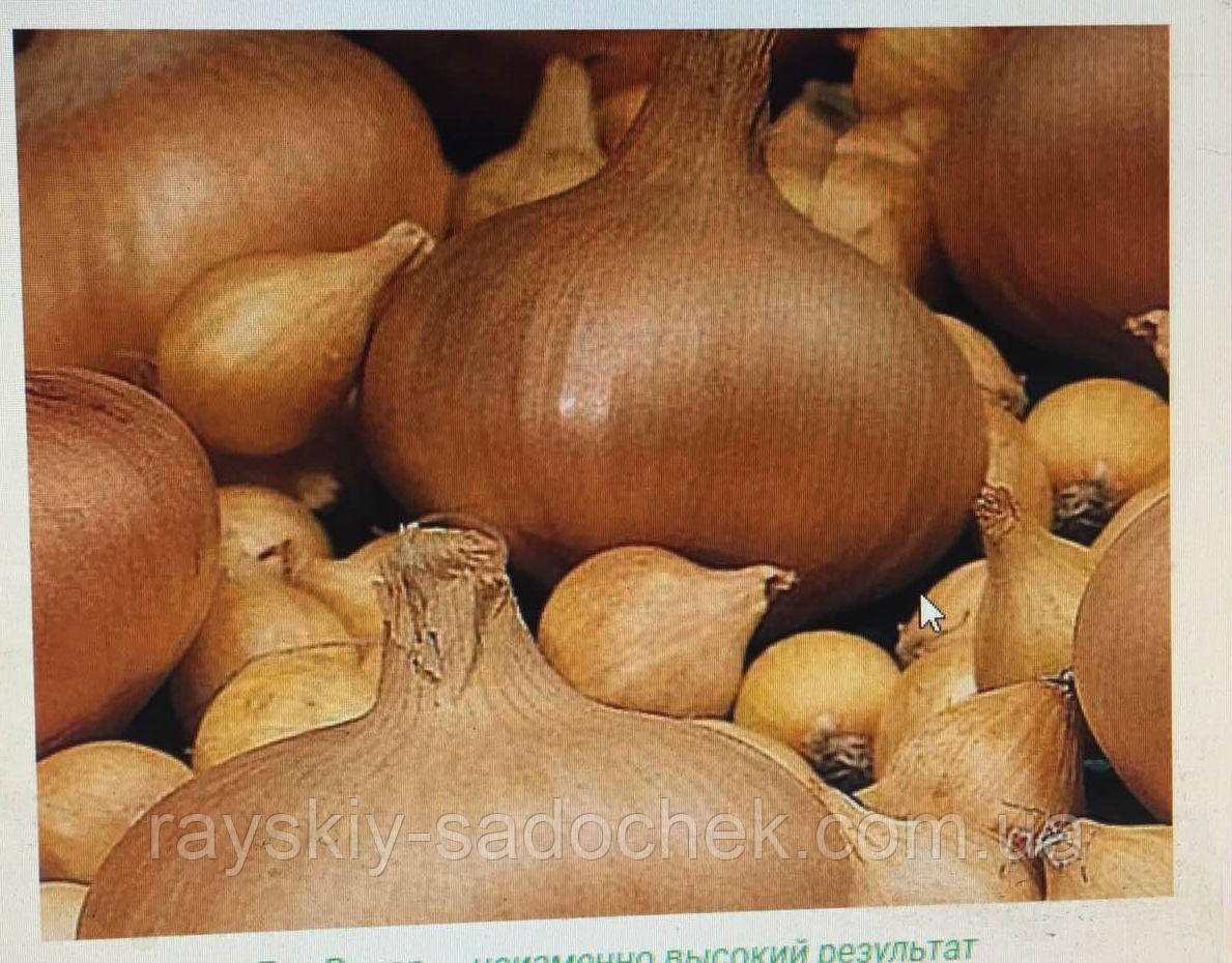 Лук-севок Радар 0,5 кг Среднеспелый, цена 75 грн — Prom.ua (ID#1468117981)