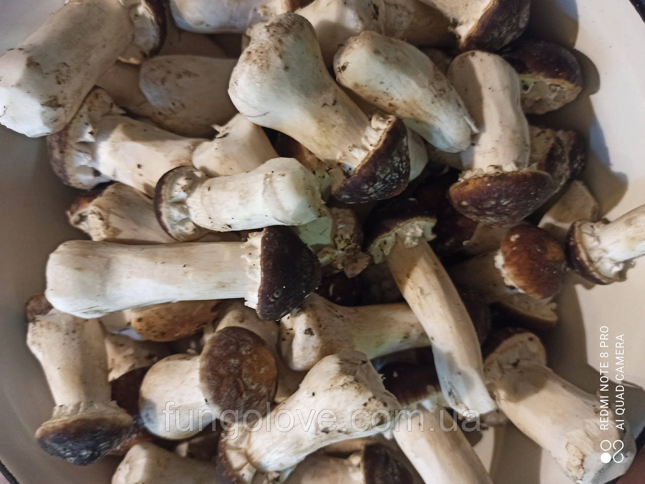 Свіжі гриби Кільцевик (Строфарія) Stropharia rugosoannulata, фото 1