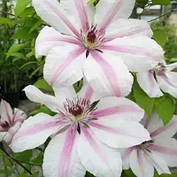 Клематис ароматный повторноцветущий Pope Jan Pawel II саженцы 2-х лет (контейнер)