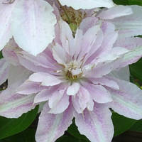 Клематис ароматный повторноцветущий Ргіпсеѕѕ Alexandra саженцы (контейнер)