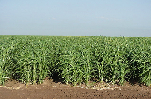 Семена травы Суданка (рябая), цена 25 грн — Prom.ua (ID#18390389)