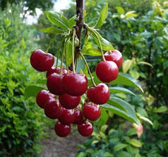 "Питомник саженцев Идеал" - контакты, товары, услуги, цены