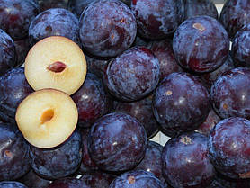 Саджанці сливи Блек Стар