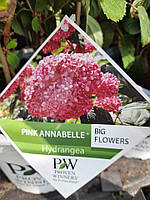 Гортензія деревовидна "Pink Anabelle".
Гортензія "Пінк Анабель".
Hydrangea arborescens "Pink Anabelle".