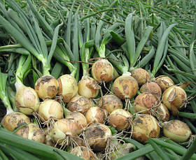 Лук севок озимый  Шерман F1  500 г фракция 10/21 Triumfus Onion Products