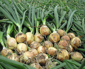 Лук севок озимый   Шерман F1 мешок ( до 10 кг )   фракция 10/21 Triumfus Onion Products
