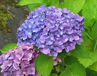 Гортензія великолиста Йола / Hydrangea m. 'Yola' С10 / Н 30-40