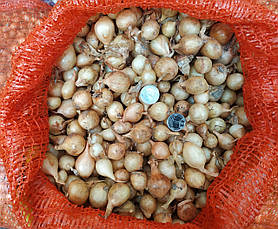 Цибуля сіянка Сеттон 500 г фракція 10/21 Triumfus Onion Products