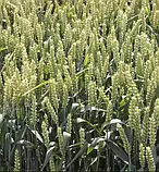 Насіння пшениці озимої Юлія Чехія 1-ша репродукція, 50 кг, фото 6