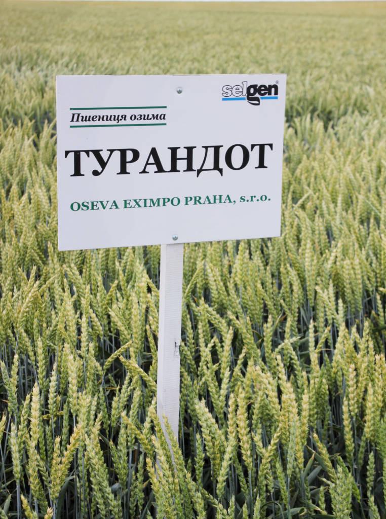 Насіння пшениці озимої Турандот Чехія 1-ша репродукція, 50 кг