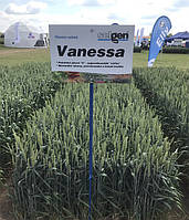 Насіння пшениці озимої Ванесса Чехія 1-а репродукція, 50 кг