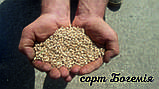 Насіння пшениці озимої Богемія Чехія 1-а репродукція, 50 кг, фото 4