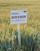 Семена пшеницы озимой Богемия Чехия 1-я репродукция, 50 кг