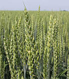 Насіння пшениці озимої Богемія Чехія 1-а репродукція, 50 кг, фото 3