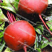 Семена свеклы столовой ранней Красный шар (сорт) от SEMENAOPTOM