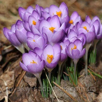 Цибулини Крокусу ботанічного Barr's Purple 7/8