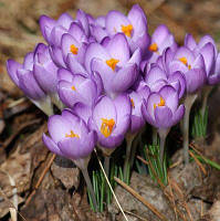 Цибулини Крокусу ботанічного Barr's Purple 7/8