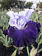 Ірис Dashing Squire Дашин Сквайє ( Blyth 2014), фото 2