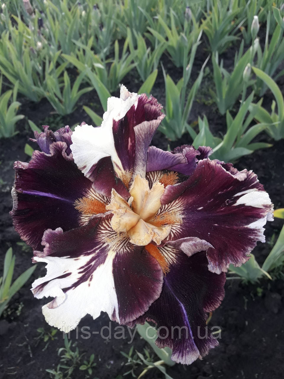 Ірис FIASCO Фіаско (Blyth 2018) (сажінок), фото 1