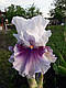 Ірис Horske Oko Хорсці Око (Mego 2016) (сажінок), фото 4