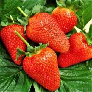 Саджанці полуниці в касеті Сандра (Sandra) - ультра рання, солодка, крупноплідна (в касеті) + Подарунок