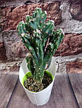 Кактус Цереус перуанський горщечне рослина, фото 4