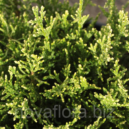 Туя західна 'Варієгата / Variegata' 5л 25-30см, фото 2