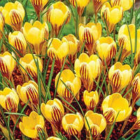 Луковиці Крокуса ботанічного Gipsy Girl 7/8