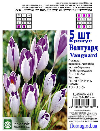Крокус Вангард / Вангуард (Vanguard) 5 шт. Голандія, фото 2
