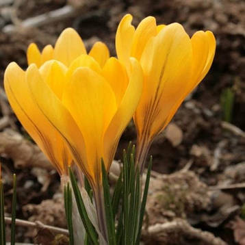 Крокус Голден Єллоу (Golden Yellow), 5 шт. Голландія., фото 2