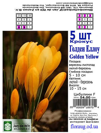 Крокус Голден Єллоу (Golden Yellow), 5 шт. Голландія., фото 2