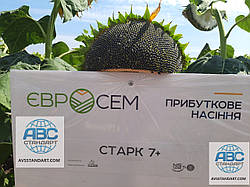 Сербська новинка 2021 року. Насіння соняшнику СТАРК СУМО 7+ стійкий до семи рас вовчка A-G+. Гібрид НС 8004 СТАРК під гранстар 50грамм разово. Потенціал врожайності 55ц/га.