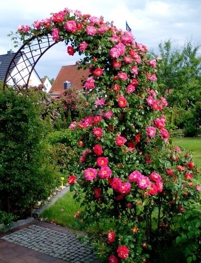 Rosa 'Bajazzo' (Бажаззо): продажа, цена в Черкасской области