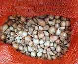 Цибуля сіянка Сибір F1 500 г фракція 10/21 BROER, фото 2