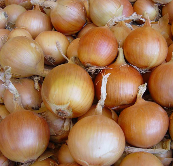 Цибуля сіянка Сибір F1 500 г фракція 10/21 BROER, фото 1