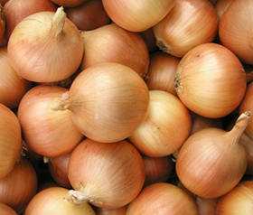 Цибуля сіянка Сеттон до 10 кг фракція 10/21 Triumfus Onion Products