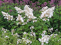 Гортензия метельчатая "Голиаф". Hydrangea paniculata "Goliath".