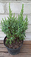Ялівець Лодері/Juniperus pingii 'Loderi' С3, 30+см., 4роки