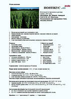 Озима пшениця пшениця Понтікус (Штрубе, Німеччина). 1 Репродукція.