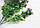 Зелень "Глянцева з ягідками" зелена з фіолетовим, фото 3