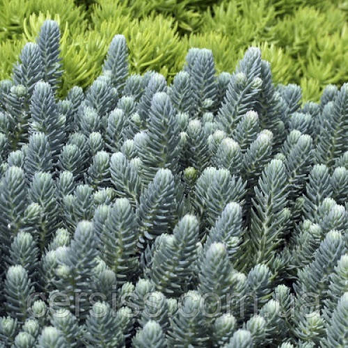 Очиток (седум) Блю спрус рослини для альпінарію, Sedum rupestre Blue Spruce