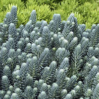 Очиток (седум) Блю спрус растения для альпинария, Sedum rupestre Blue Spruce