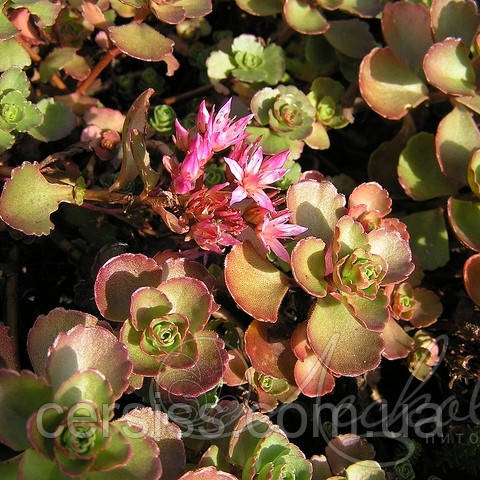Очиток (седум) Спуріум, Sedum spurium Roseum