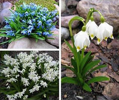 Підсніжник / Проліска / Пушкиния / Хионодокса