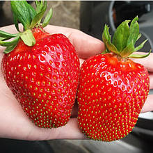 Полуниця Квікі (рання)