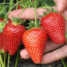 Полуниця Амі (рання)