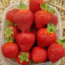 Полуниця Роміна (рання)