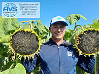 Кондитерський соняшник ГУДВІН 115днів. Великоплідний сорт ГУДВІН врожайність 35ц/га, олія 46%, вовчок A-F., фото 2