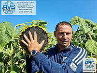 Кондитерський соняшник ГУДВІН 115днів. Великоплідний сорт ГУДВІН врожайність 35ц/га, олія 46%, вовчок A-F., фото 5